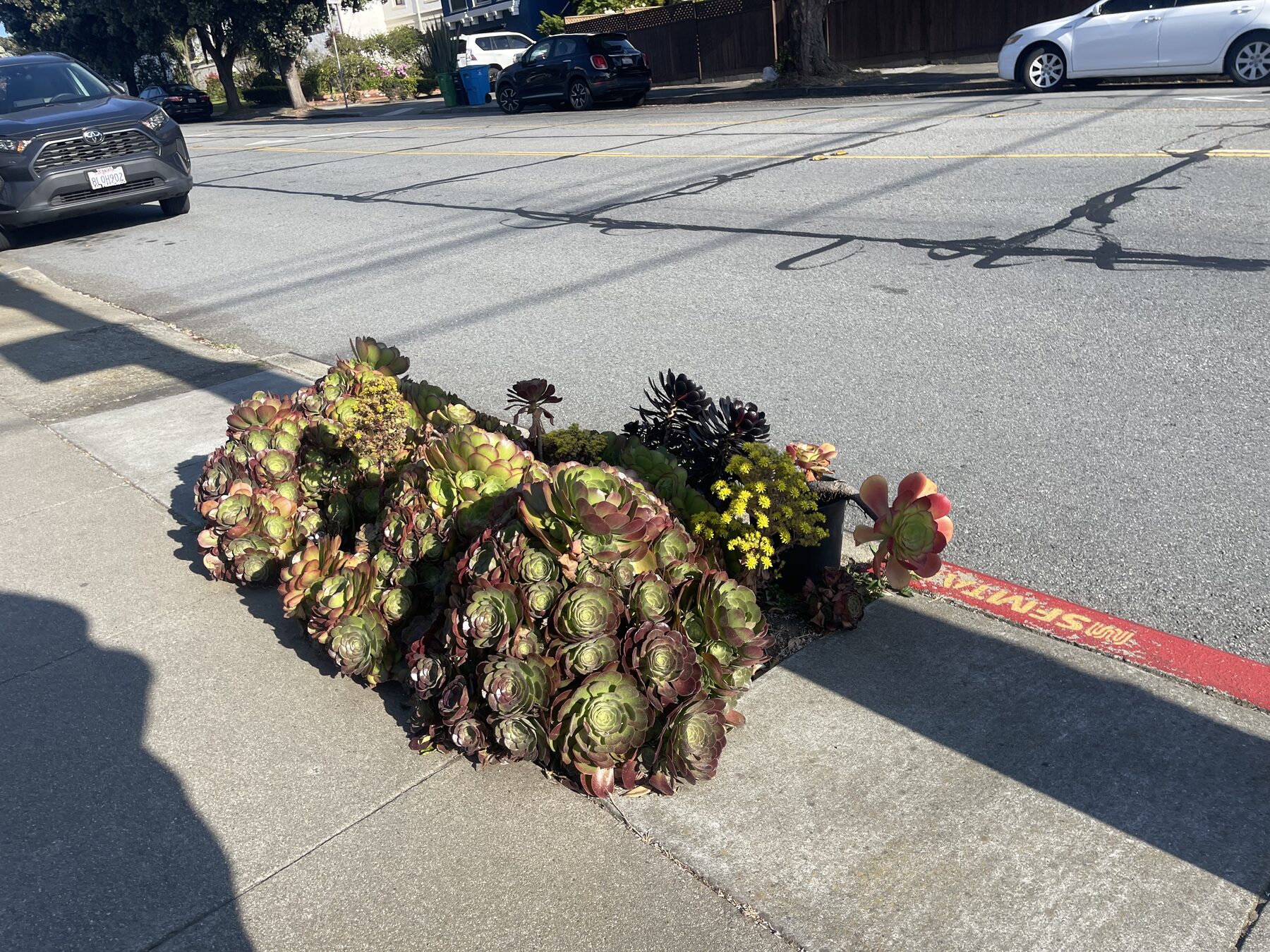 Succulents growing beside a neighborhood street.