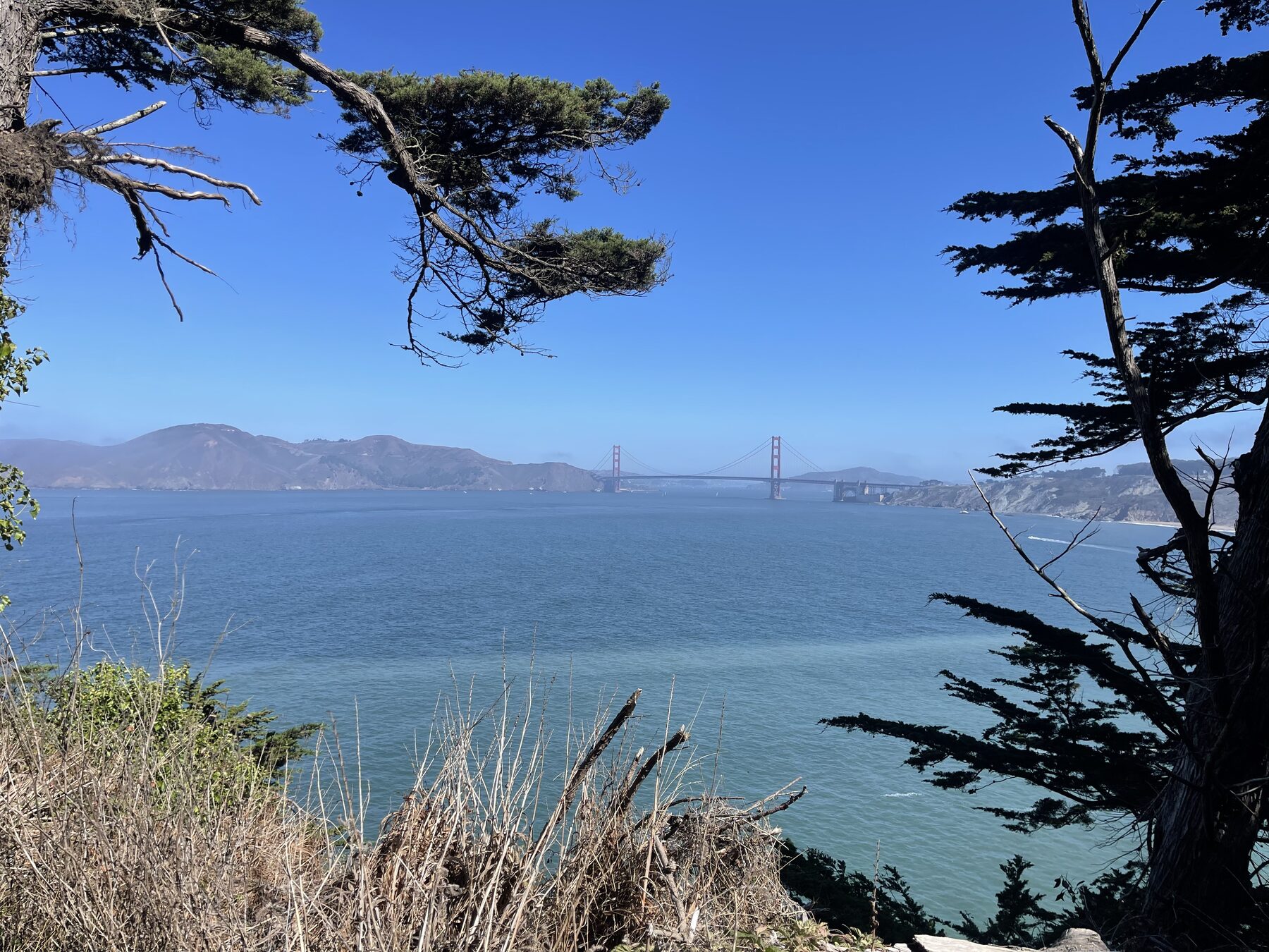 The Golden Gate Bridge framed by branches.
