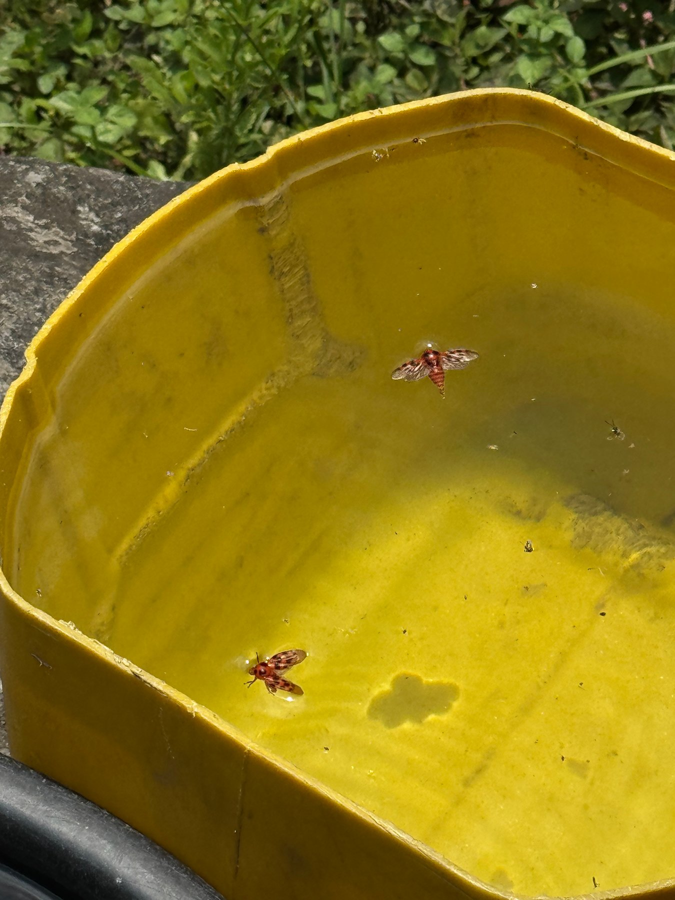 A yellow basin beside the trail.
