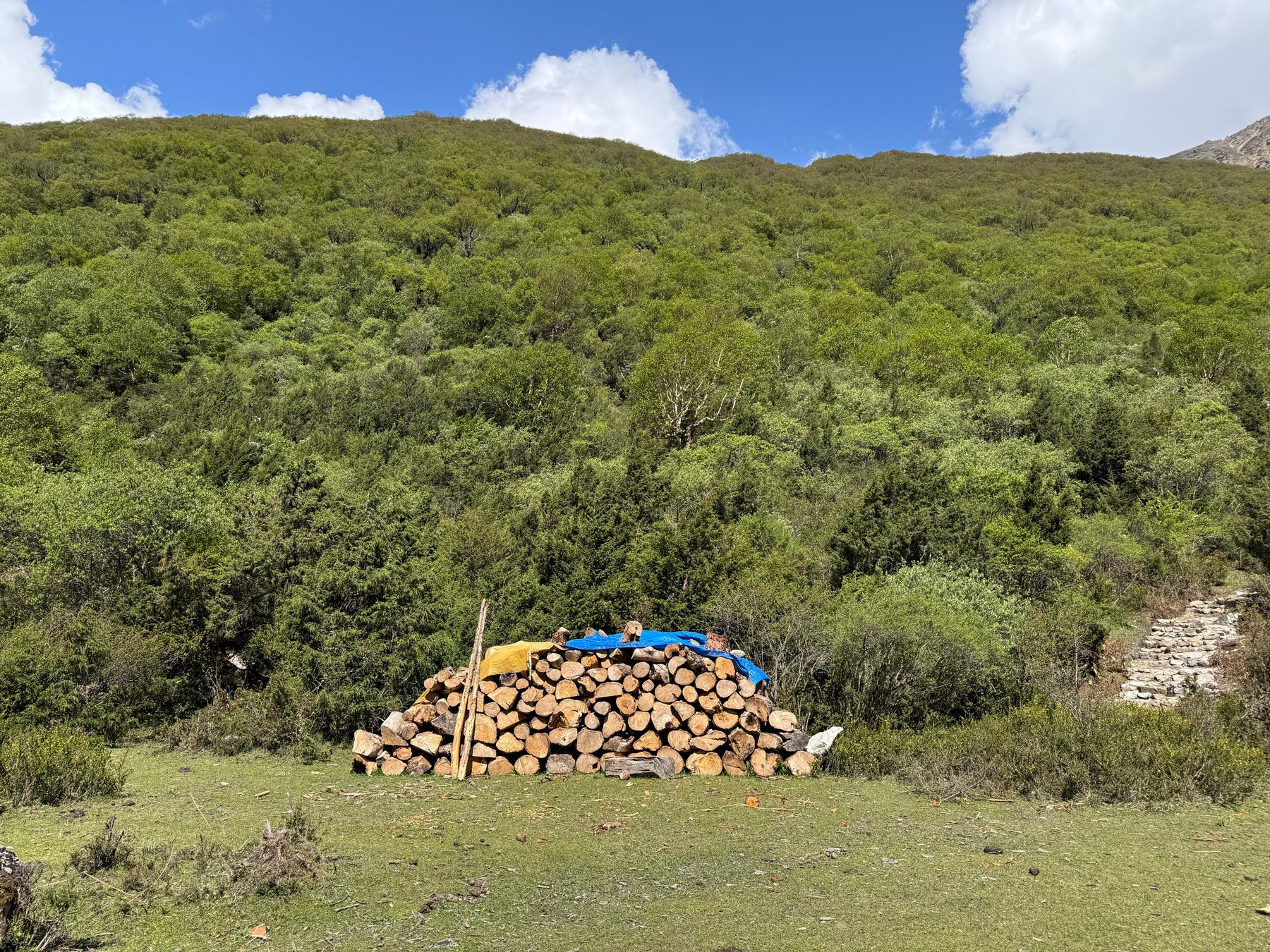 Firewood stacked on the hillside.